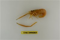 藏品(粗糙沼蝦)的圖片